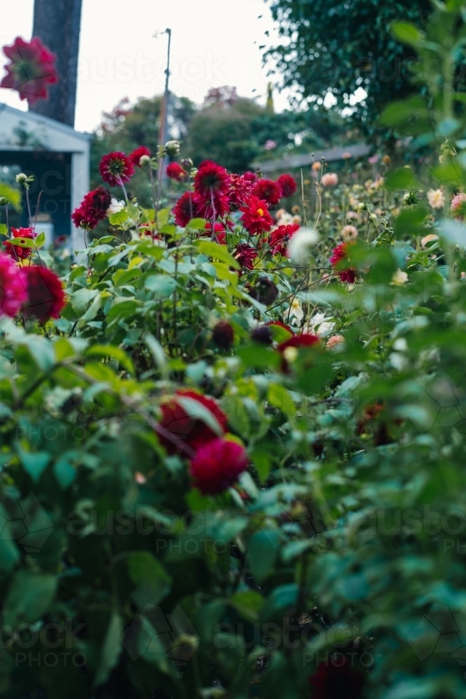 Dahlia garden - Australian Stock Image