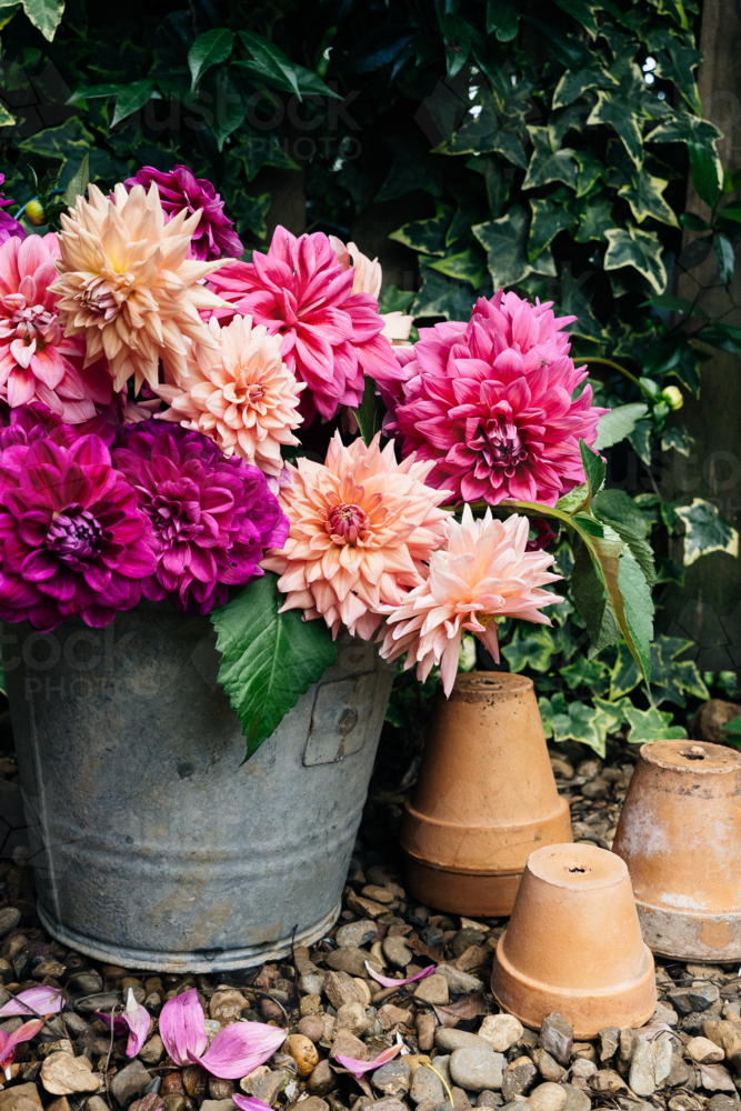 dahlias in a galvanised bucket with terracotta pots - Australian Stock Image
