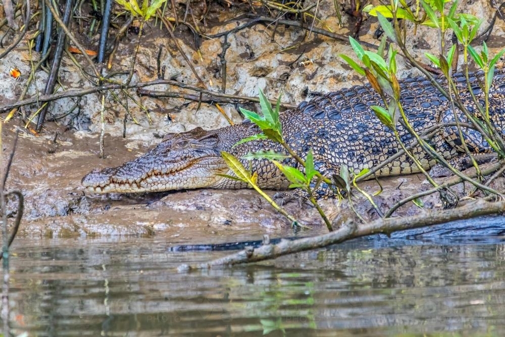 Daintree River Crocodile - Australian Stock Image