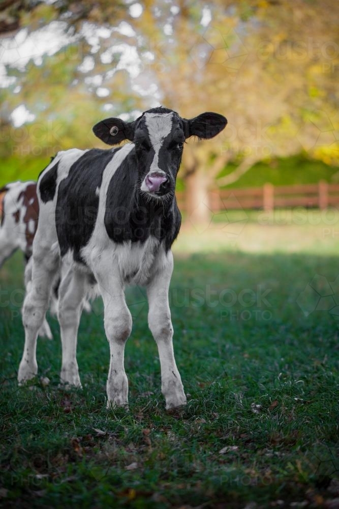 Image of Dairy Calf Austockphoto