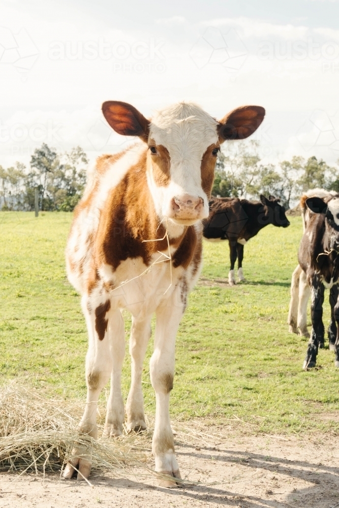 Dairy calf eating hay - Australian Stock Image