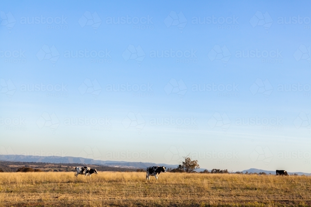 Dairy cattle in farm paddock on hill with big open blue sky - Australian Stock Image