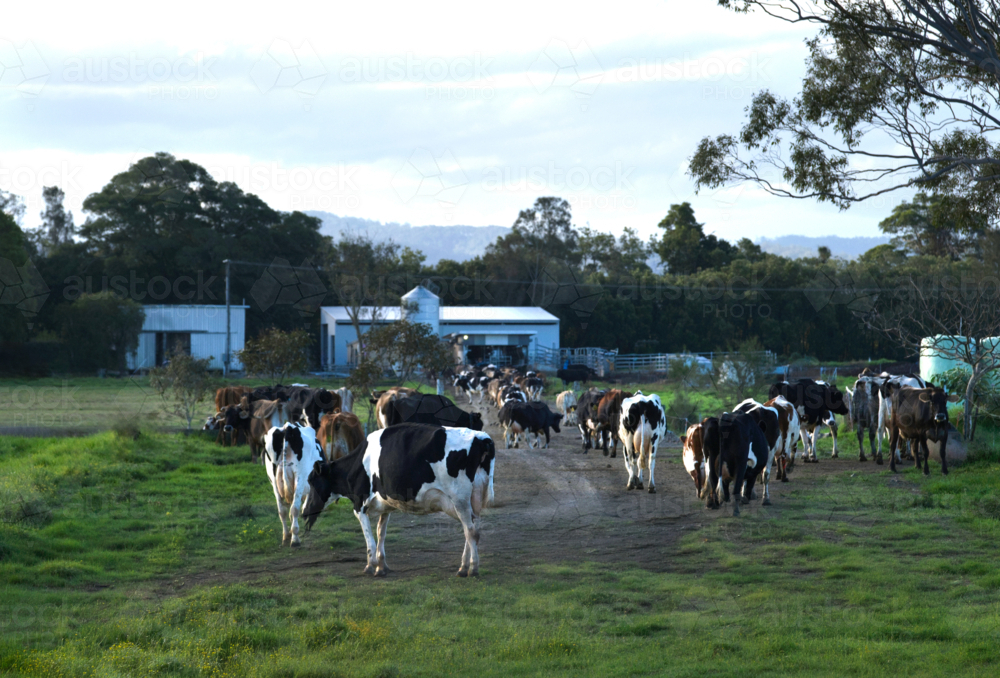 Dairy cattle walking towards milking sheds - Australian Stock Image