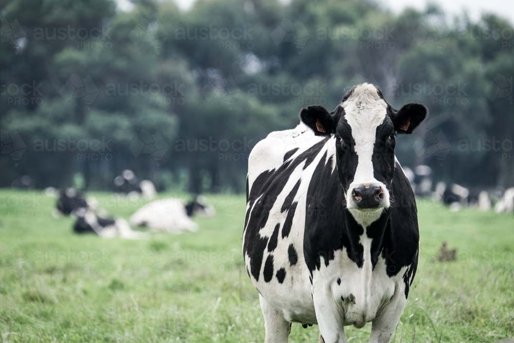 Dairy cow close up and front on to camera - Australian Stock Image