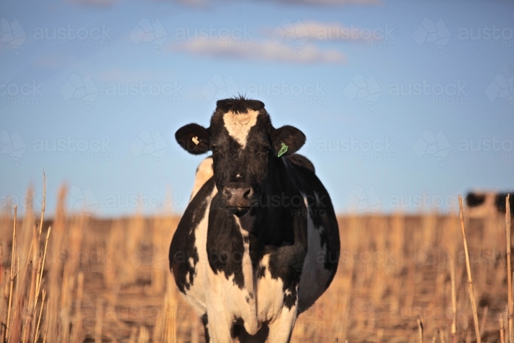Dairy cow, friesian standing in dry, harvested sorghum crop, looking at camera, black and white cow - Australian Stock Image
