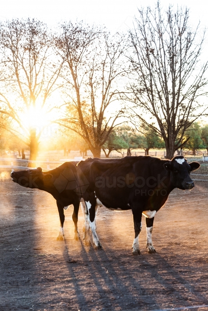 Dairy cow in dusty paddock at sunset backlit with golden light - Australian Stock Image