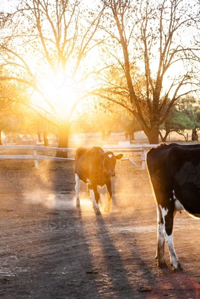 Dairy cow in dusty paddock at sunset backlit with golden light - Australian Stock Image