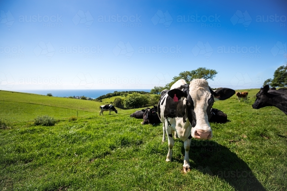 Dairy cow in green paddock looking at camera - Australian Stock Image