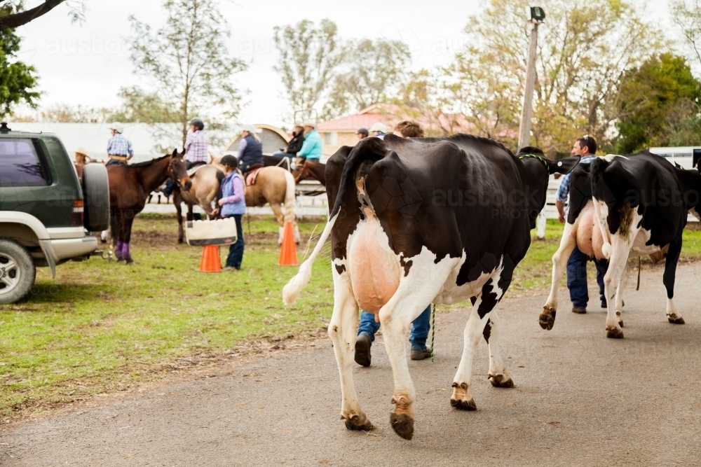 Dairy cows being lead around showground - Australian Stock Image