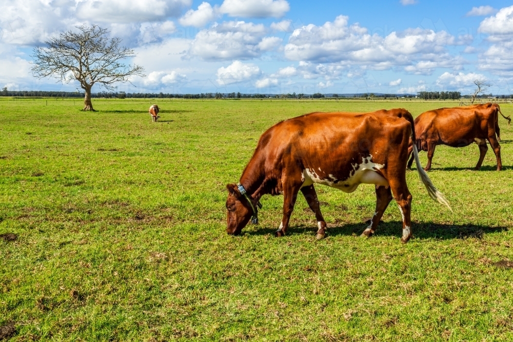 Dairy cows feeding on green pastures in rural NSW Australia - Australian Stock Image