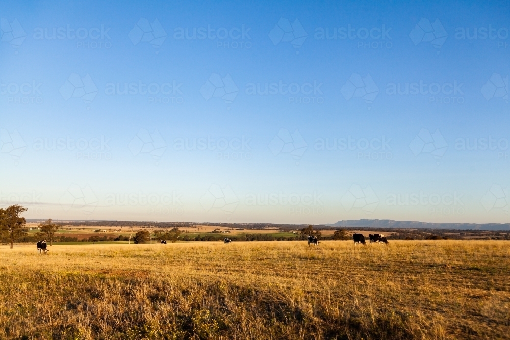 Dairy cows grazing in farm paddock of dry brown grass with big open sky - Australian Stock Image