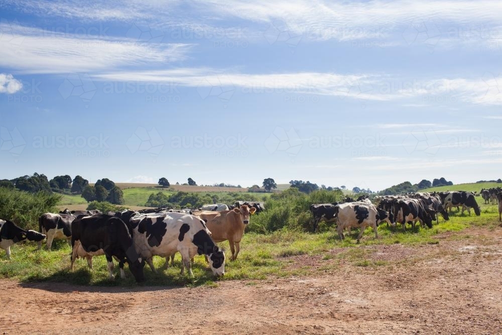 Dairy cows on a farm - Australian Stock Image