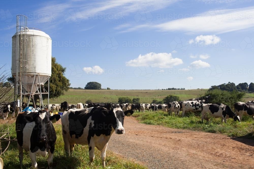 Dairy cows on a farm - Australian Stock Image
