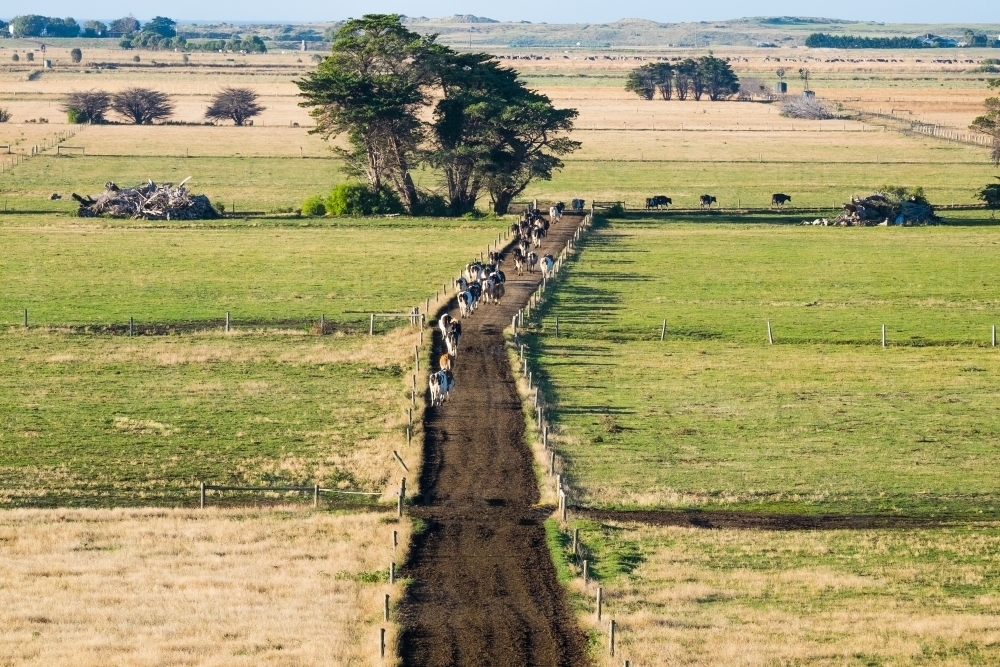 Dairy cows walking away down dirt track to paddock after milking - Australian Stock Image