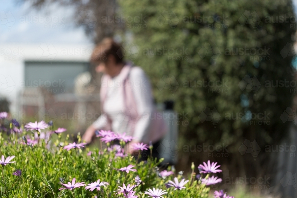 Daisy flowers in garden with lady blurred in background - Australian Stock Image