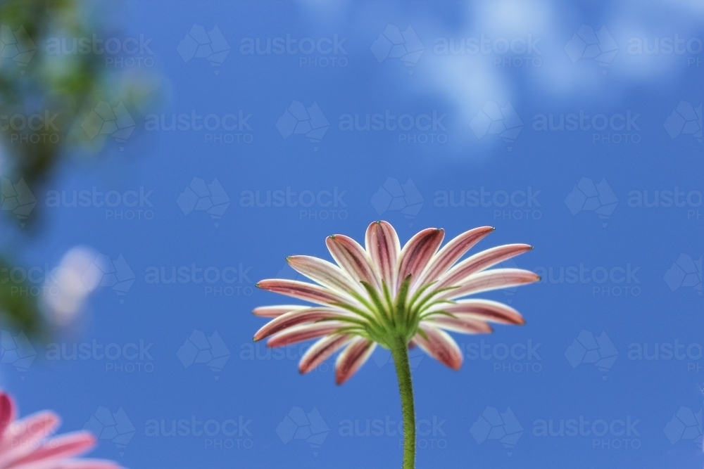 Pink and white paper daisy blooming against a clear blue sky - Australian Stock Image