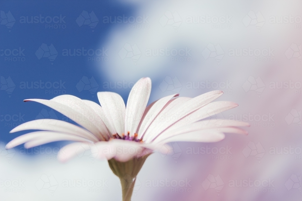 Daisy in the sunshine - Australian Stock Image