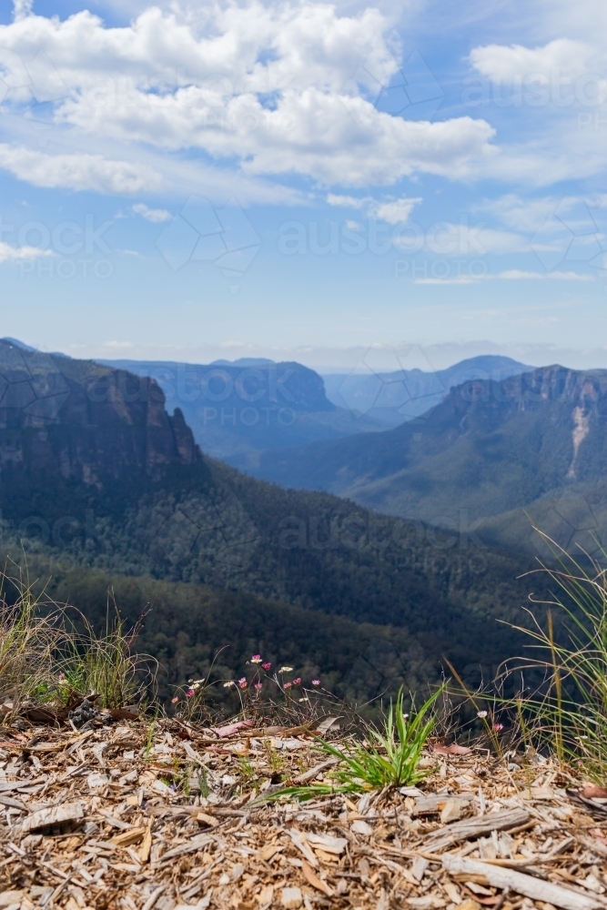 Daisy weeds growing at cliffs edge in mountains - Australian Stock Image