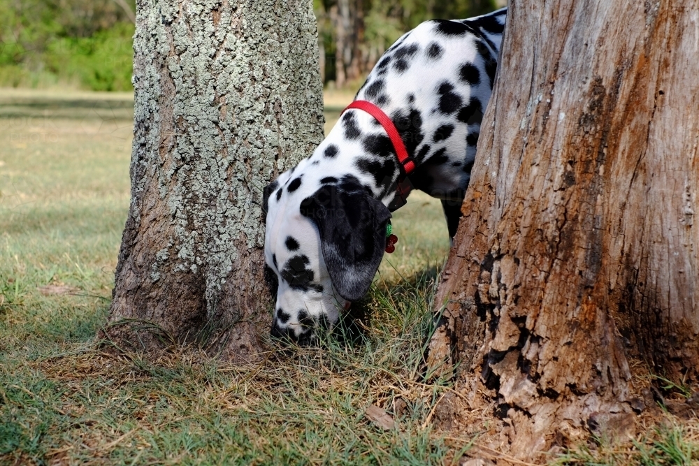 Dalmatian in a off leash dog park sniffing the ground - Australian Stock Image
