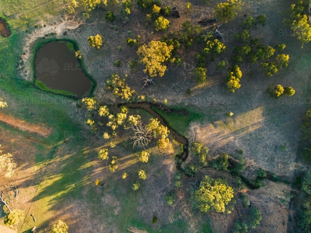 Dam and creek in farm paddock with trees touched by the morning light - Australian Stock Image
