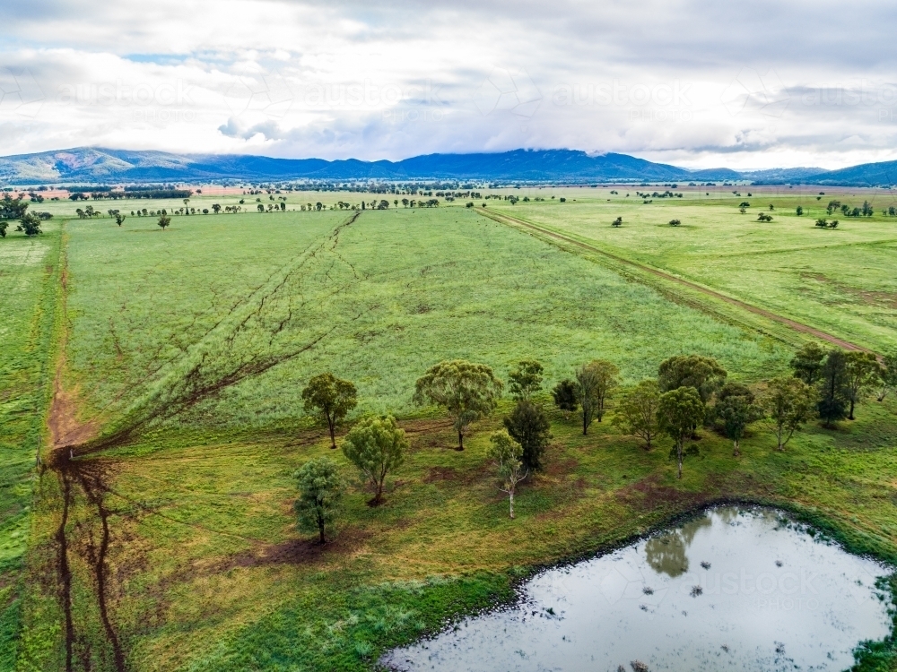 Dam and green grass in paddock with cattle tracks - Australian Stock Image