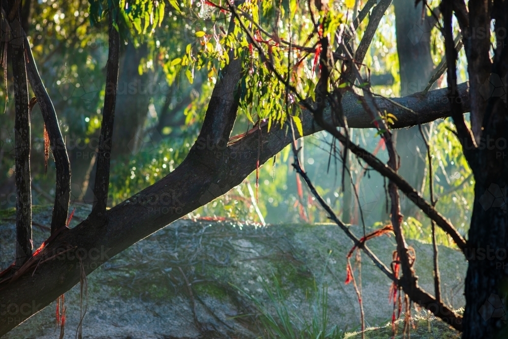 Damp forest sunlit early in the morning after overnight rain. - Australian Stock Image