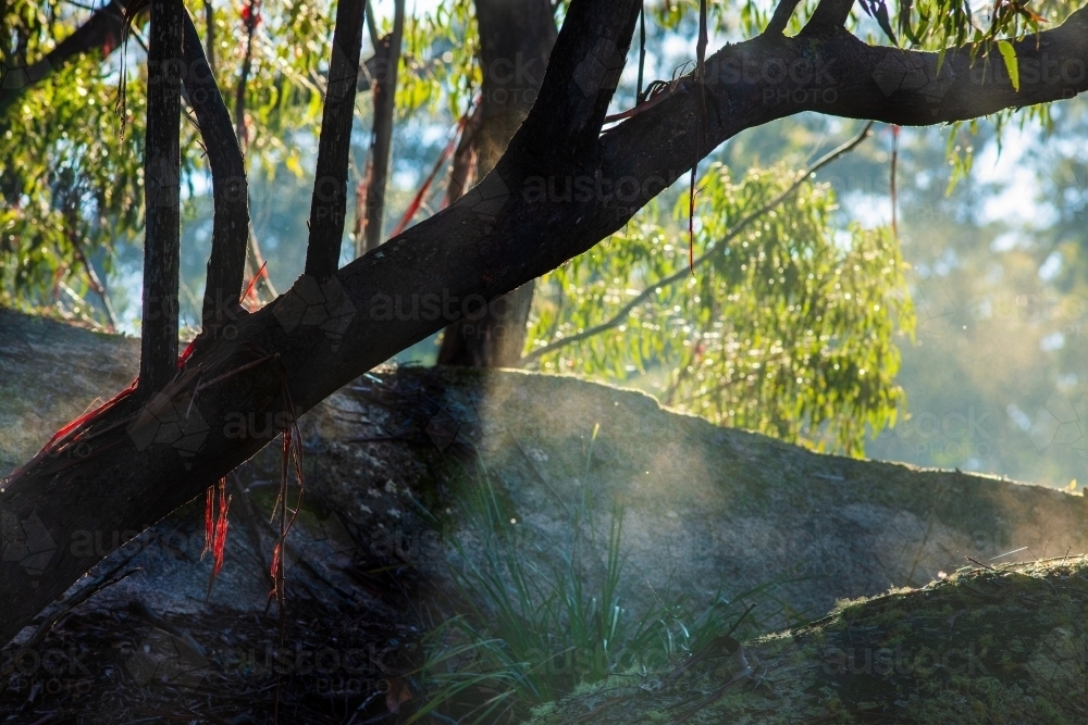 Damp forest sunlit early in the morning after overnight rain. - Australian Stock Image