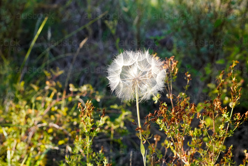 Dandelion - Australian Stock Image