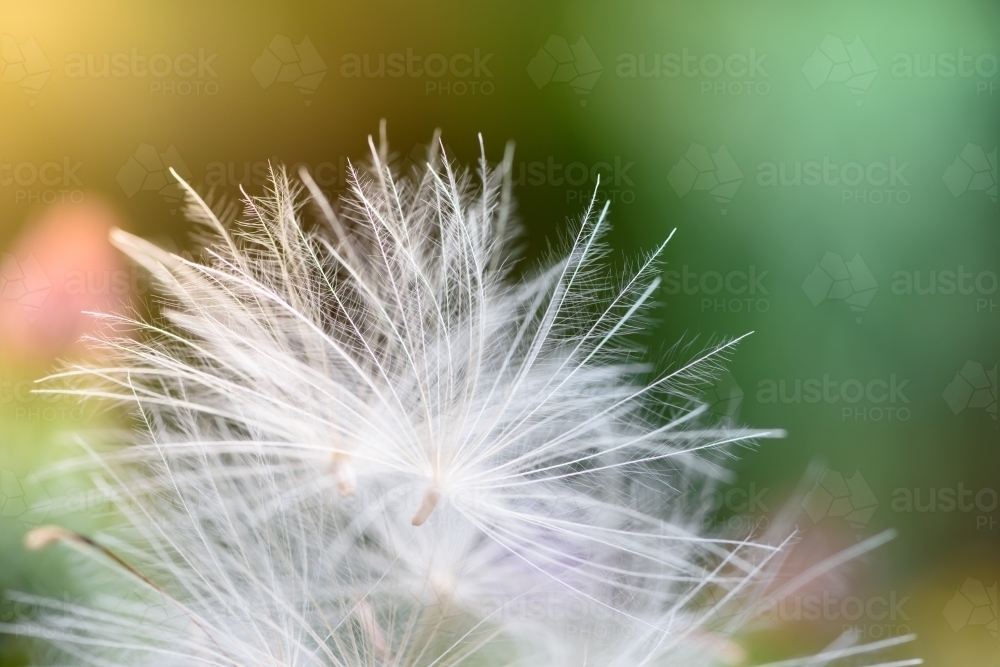 Dandelion seeds closeup - Australian Stock Image