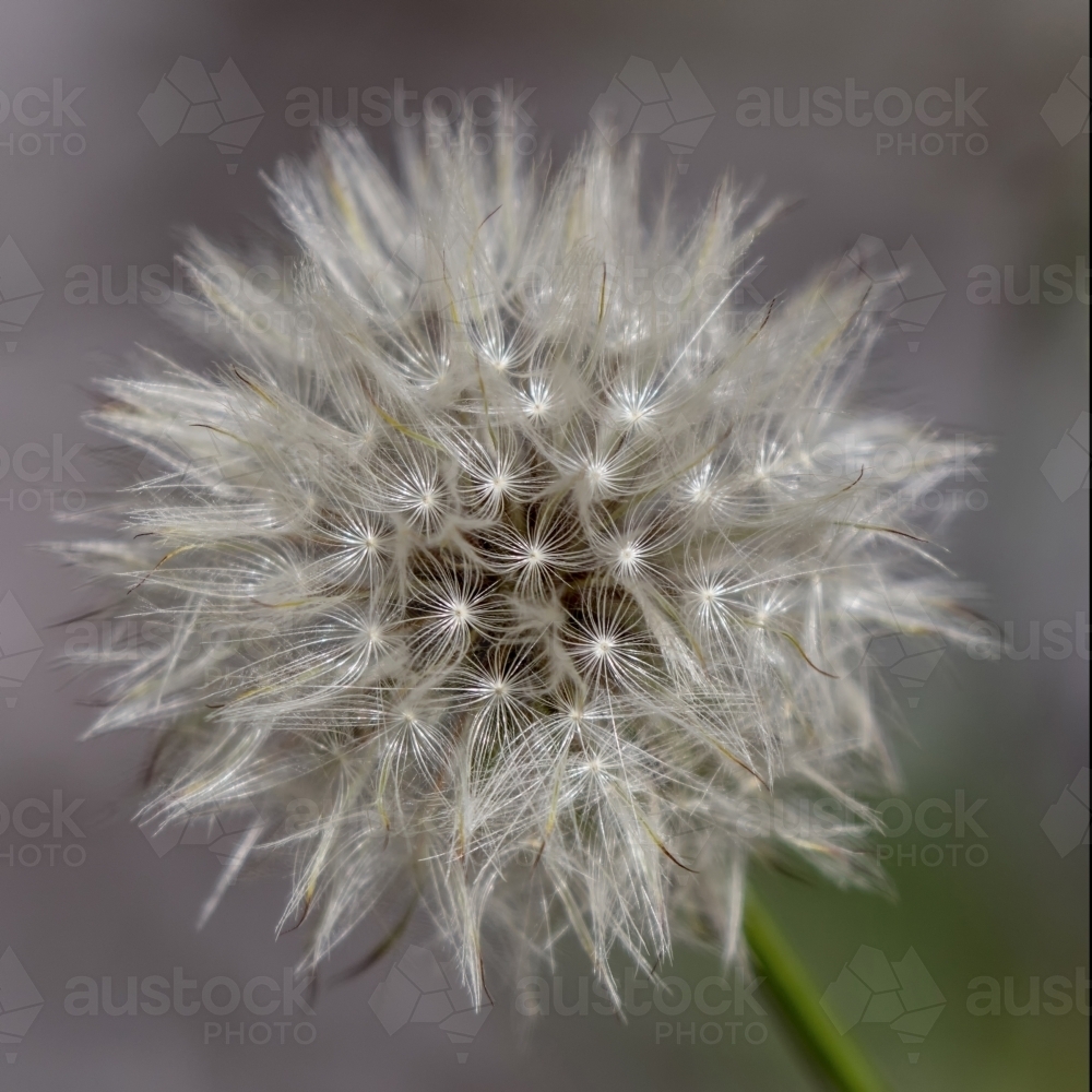 Dandelion (Taraxacum officinale) seed head - Australian Stock Image