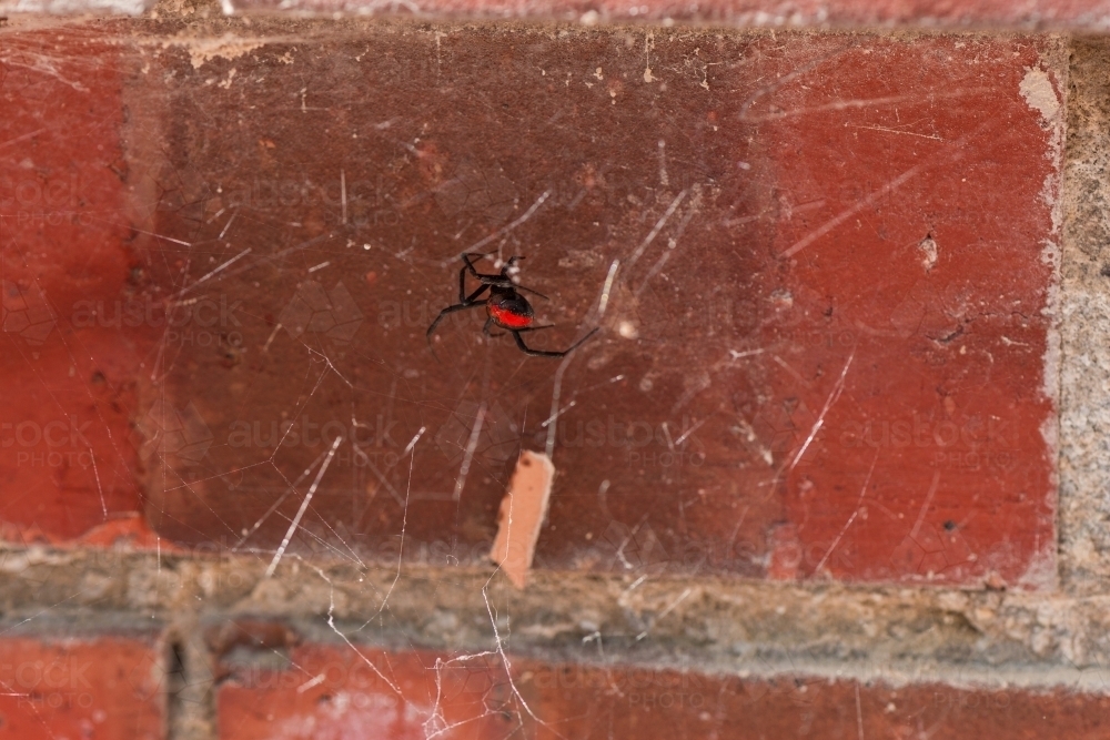 Dangerous redback spider with its messy web, found in the garage - Australian Stock Image