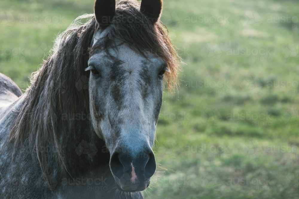 Dapple grey horse close up - Australian Stock Image