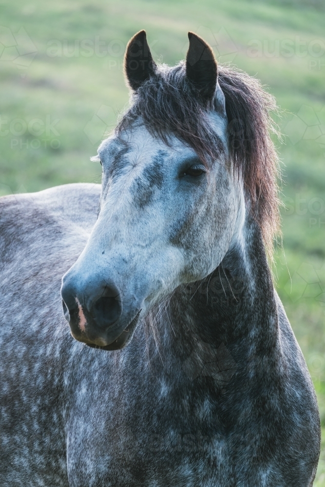 Dappled grey horse looks sideways. - Australian Stock Image