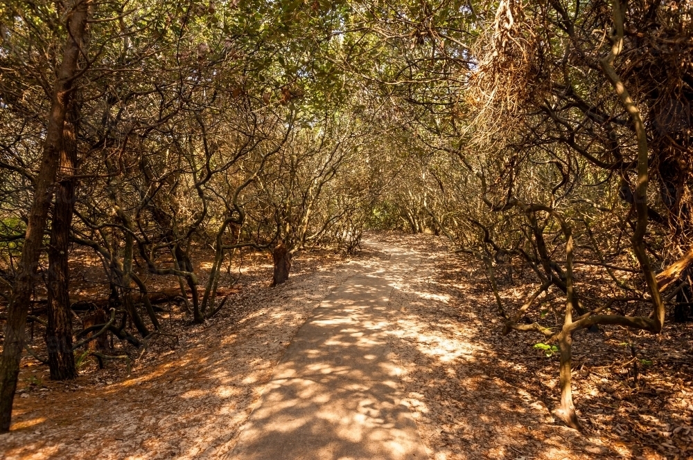 dappled light on a path to the beach - Australian Stock Image