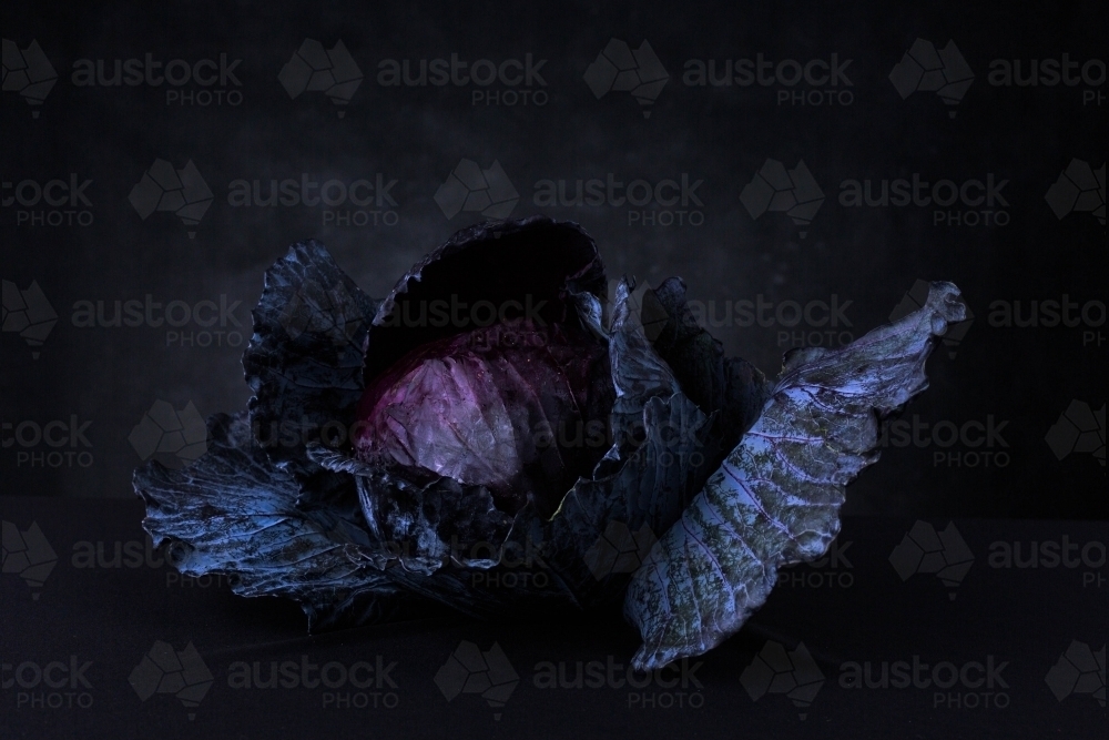 dark and moody purple cabbage still life - Australian Stock Image