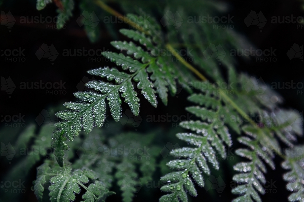 Dark background of green fern foliage in the rainforest - Australian Stock Image