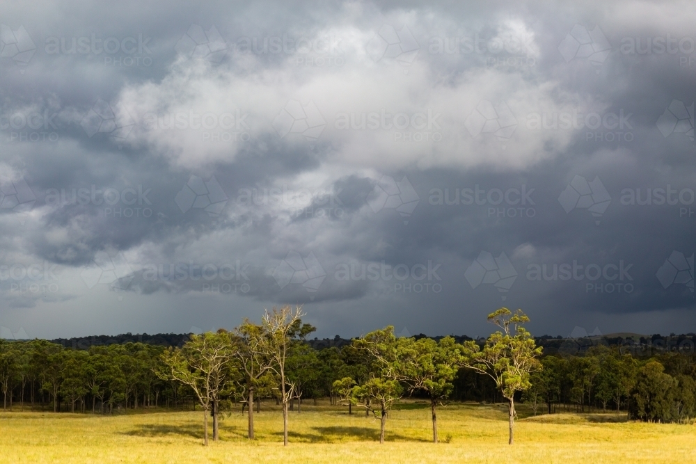 Dark black stormclouds rolling on over landscape of trees in rural paddock with sunlight grass - Australian Stock Image