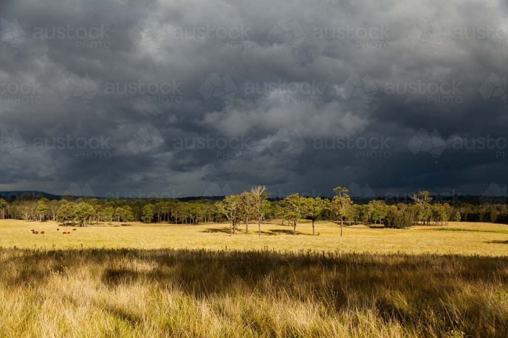 Dark black stormclouds rolling on over landscape of trees in rural paddock with sunlight grass - Australian Stock Image