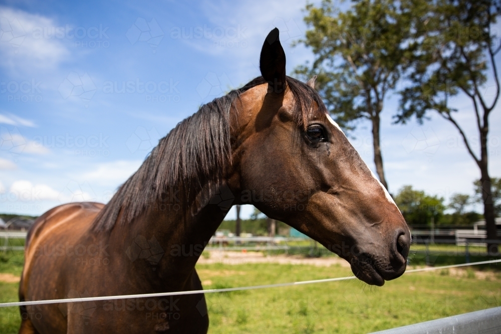 dark brown horse with it's head over an electric fence - Australian Stock Image
