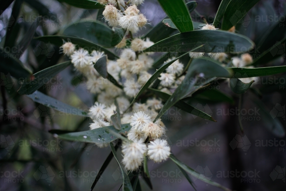 Dark close-up of yellow and white wattle flowers, Tasmania - Australian Stock Image