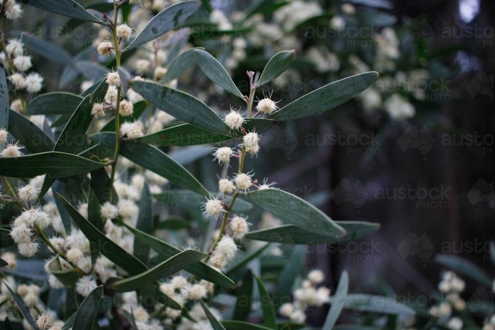 Dark close-up of yellow and white wattle flowers, Tasmania - Australian Stock Image
