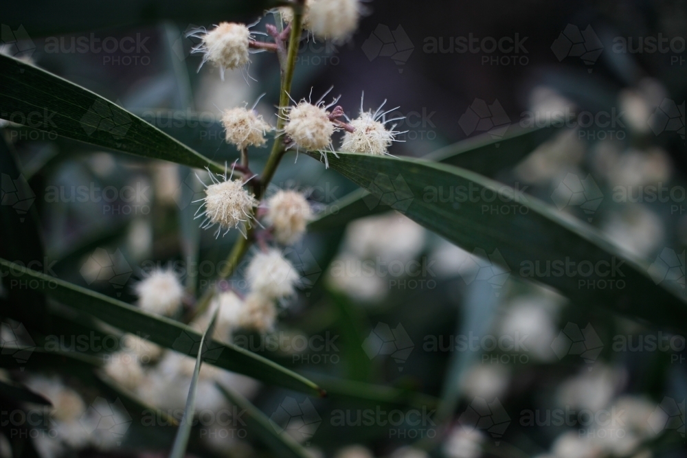 Dark close-up of yellow and white wattle flowers, Tasmania - Australian Stock Image