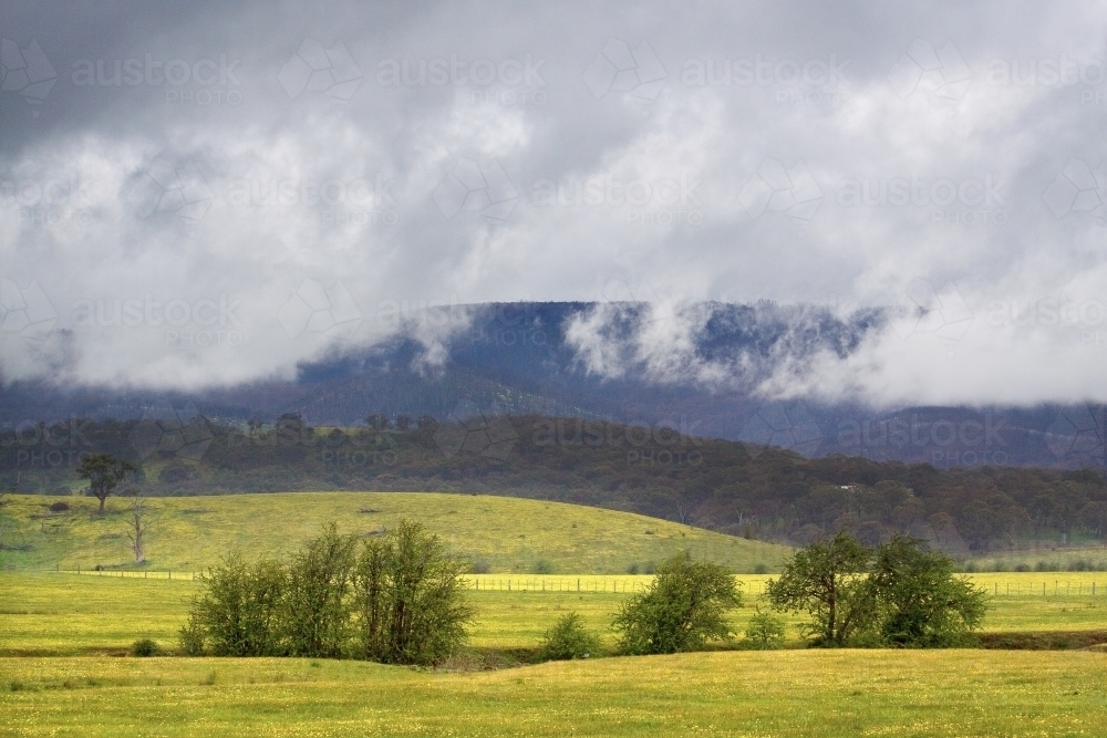 Dark clouds hanging over hills and farmland covered in yellow cape weed - Australian Stock Image
