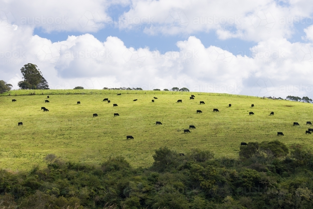 Dark coloured cows on a green hillside pasture just outside of the town of Dorrigo - Australian Stock Image