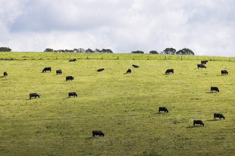 Dark coloured cows on a green hillside pasture just outside of the town of Dorrigo - Australian Stock Image