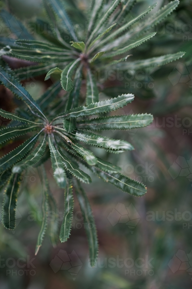 Dark green banksia leaves - Australian Stock Image