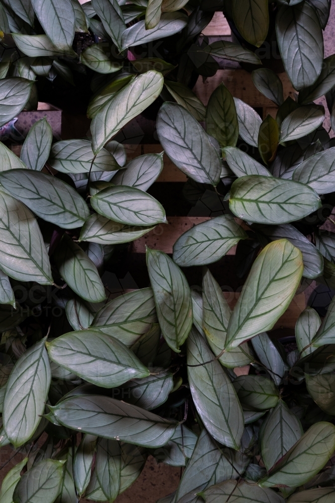 Image of Dark green foliage of house plant - Austockphoto