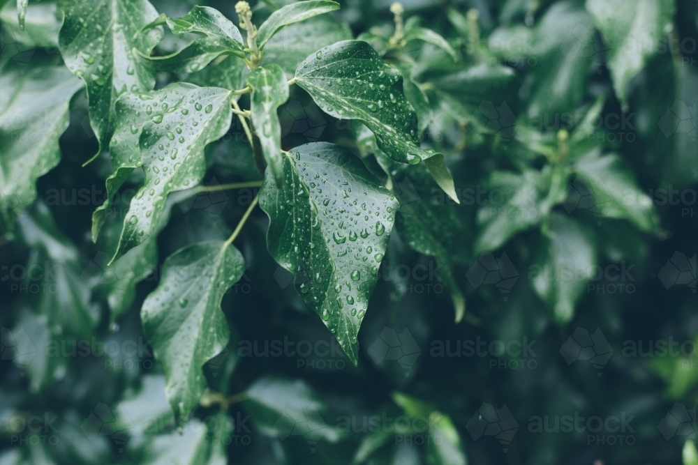 Dark green leaves with drops of rain beading on their surface - Australian Stock Image