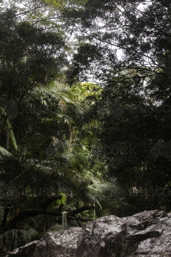 Dark green Rainforest Landscape - Australian Stock Image