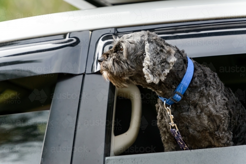 Dark grey dog with blue collar and chain looking out of car window - Australian Stock Image
